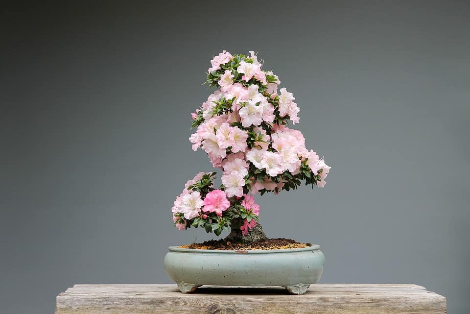 Artificial Bonsai To Decorate Your Home